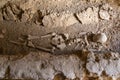 Human skeleton in a Roman grave at the Utique Archaeological Site Royalty Free Stock Photo