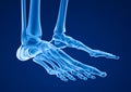 Human skeleton: skeletal foot Royalty Free Stock Photo