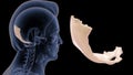 Human Skeleton Skull Bone - Occipital Bone