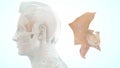 Human Skeleton Skull Bone - Sphenoid Bone Royalty Free Stock Photo