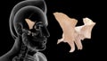 Human Skeleton Skull Bone - Sphenoid Bone Royalty Free Stock Photo