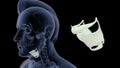 Human Skeleton Skull Bone - throat Bone