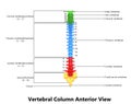 Human Skeleton Spinal cord Anatomy with Detailed Labels (Anterior view)