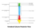 Human Skeleton Spinal cord Anatomy with Detailed Labels (Posterior view)