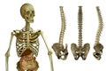 Human skeleton and spine