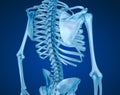 Human skeleton, spine and scapula. Medically accurate illustration