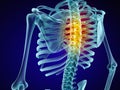 Human skeleton and spine. Xray view. Royalty Free Stock Photo