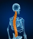 Human skeleton and spine. Xray view. Royalty Free Stock Photo