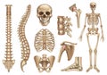 Human skeleton structure. Skull, spine, rib cage, pelvis, joints. Anatomy and medicine, 3d vector icon set Royalty Free Stock Photo