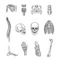 Human skeleton structure. Skull, spine, rib cage, pelvis, joints Royalty Free Stock Photo