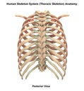 Human Skeleton System Bones Thoracic Skeleton Posterior View Anatomy Royalty Free Stock Photo