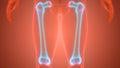 Human Skeleton System Femur Bone Joints Anatomy Royalty Free Stock Photo