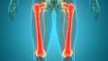 Human Skeleton System Femur Bone Joints Anatomy Royalty Free Stock Photo