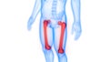 Human Skeleton System Femur Bones Joints Anatomy