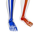 Human Skeleton System Foot Bone Joints Anatomy Royalty Free Stock Photo