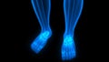 Human Skeleton System Foot Bone Joints Anatomy Royalty Free Stock Photo