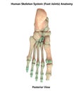 Human Skeleton System Foot Joints Posterior View Anatomy