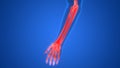 Human Skeleton System Hand Bone Joints Anatomy Royalty Free Stock Photo