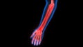 Human Skeleton System Hand Bone Joints Anatomy Royalty Free Stock Photo