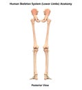 Human Skeleton System Lower Limbs Posterior View Anatomy Royalty Free Stock Photo