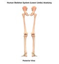 Human Skeleton System Lower Limbs Posterior View Anatomy