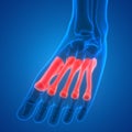 Human Skeleton System Metatarsals Bones Anatomy