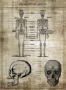 The human skeleton system, part of body Royalty Free Stock Photo