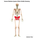 Human Skeleton System Pelvic Girdle Bone Joints Anatomy
