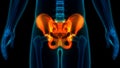 Human Skeleton System Pelvis Bone Joints Anatomy