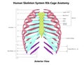 Human Skeleton System Rib Cage Described with Labels Anatomy Anterior View