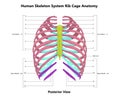 Human Skeleton System Rib Cage Described with Labels Anatomy Posterior View