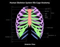 Human Skeleton System Rib Cage with Detailed Labels Anatomy Anterior View