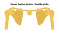 Human Skeleton System Shoulder Girdle. Anterior View Anatomy. Vector illustration. Isolated on white background. Flat design