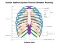 Human Skeleton System Thoracic Skeleton Described with Labels Anatomy Anterior View