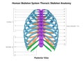 Human Skeleton System Thoracic Skeleton Described with Labels Anatomy Posterior View