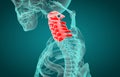 Human Skeleton System Vertebral Column Cervical Vertebrae Anatomy