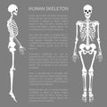 Human Skeleton and Text Sample Vector Illustration