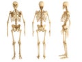 Human skeleton