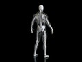 Human skeleton with transparent body isolated in black background 3d render Royalty Free Stock Photo