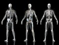 Human Skeleton With Transparent Body Isolated In Black Background 3d Render