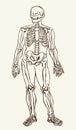 Human skeleton. Vector schematic drawing Royalty Free Stock Photo