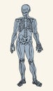 Human skeleton. Vector schematic drawing Royalty Free Stock Photo