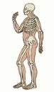 Human skeleton. Vector schematic drawing Royalty Free Stock Photo