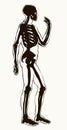 Human skeleton. Vector schematic drawing Royalty Free Stock Photo