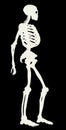 Human skeleton. Vector schematic drawing Royalty Free Stock Photo