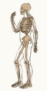 Human skeleton. Vector schematic drawing Royalty Free Stock Photo