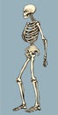 Human skeleton. Vector schematic drawing Royalty Free Stock Photo