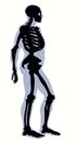 Human skeleton. Vector schematic drawing Royalty Free Stock Photo