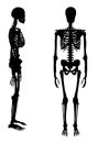 Human skeleton vektor Royalty Free Stock Photo