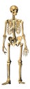 Human Skeleton. White background